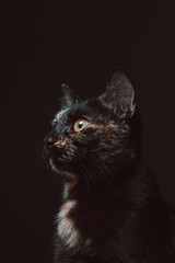 Black Cat Portrait on Dark Background