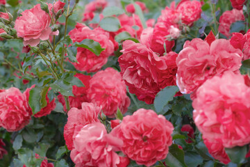 the climbing rose shrub Rosarium Uetersen blooms of a single plant.