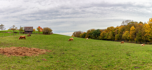 Fototapeta premium Beautiful panoramic village autumn landscape photo in North Rhine Westphalia in Germany. Pets graze in a large paddock