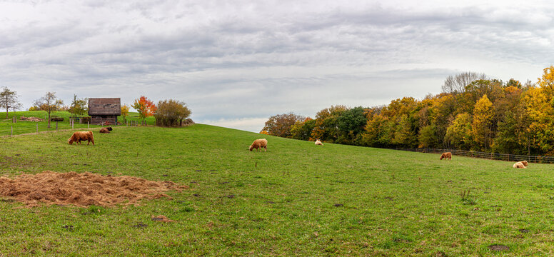 Beautiful panoramic village autumn landscape photo in North Rhine Westphalia in Germany. Pets graze in a large paddock