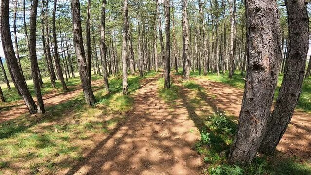 Pine forest landscape of mountain Zlatibor in Serbia.