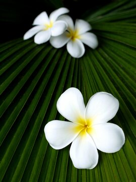 Vertical closeup shot of bright white frangipani flowers and green leaves in a dark gardeb