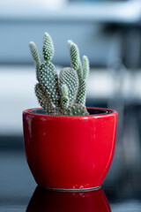 Cactus in red pot at home
