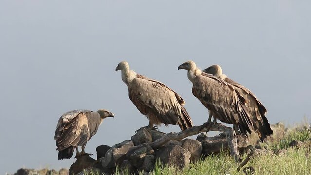 Sęp płowy (Gyps fulvus) na żerowisku