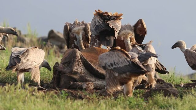 Sęp płowy (Gyps fulvus) na żerowisku