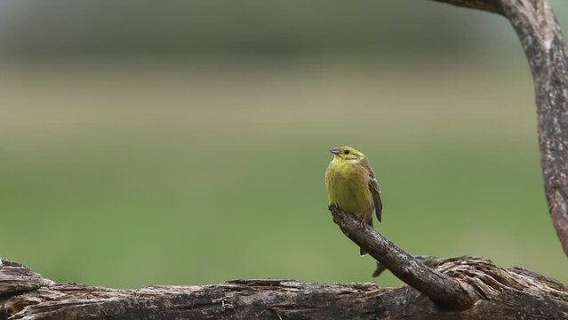 Trznadel (Emberiza citrinella)