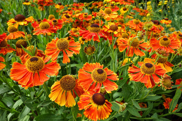 flowers in the garden