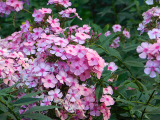 Pink phlox on flowerbed.