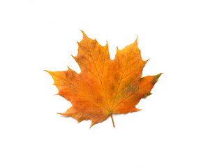 Colorful autumn maple leaf isolated on white, top view