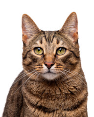 Obraz premium Portrait of a tabby cat with green eyes. Isolate on white background