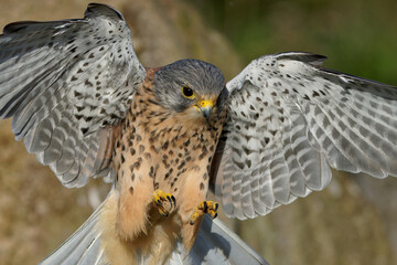 Male kestrel about to land