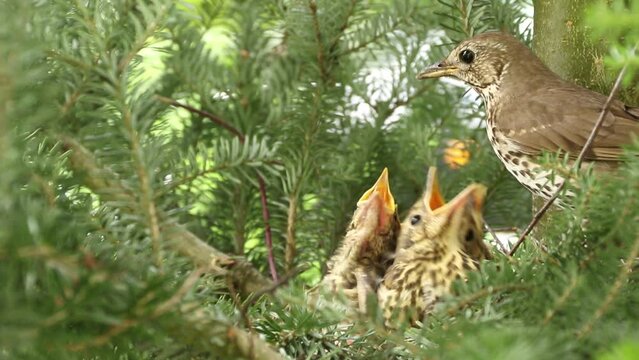 Śpiewak (Turdus philomelos) - karmienie młodych w gnieździe