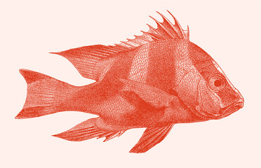 Emperor red snapper lutjanus sebae, tropical marine fish in side view - obrazy, fototapety, plakaty