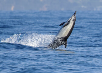Common Dolphin