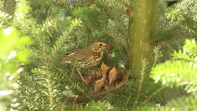 Śpiewak (Turdus philomelos) - karmienie młodych w gnieździe