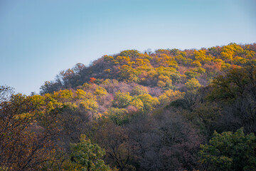 Fototapeta premium autumn forest in the mountains