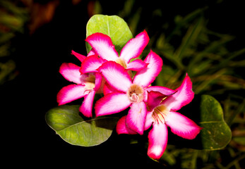 the drought tolerant desert rose