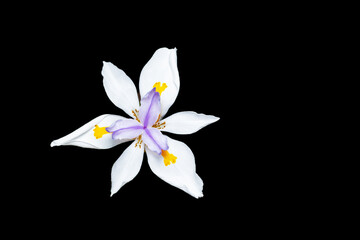 beautiful wild iris from Africa