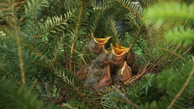 Śpiewak (Turdus philomelos) - karmienie młodych w gnieździe