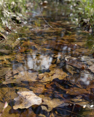 Reflection in the fallen leaves