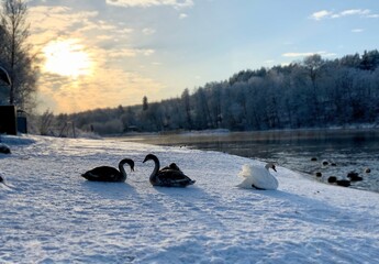 A pair of swans. Birds in winter. Evening landscape. Loving swans. Sunset.
