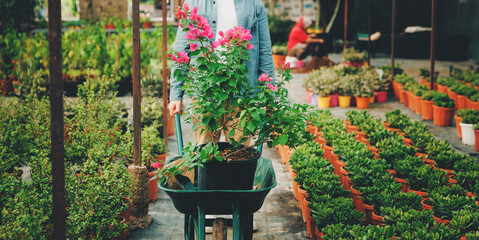 Caucasian happy young man gardener carrying cart with red flowers plants in pots.Concept banner greenhouse shop, preparing delivery