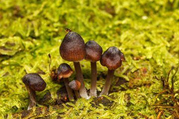 an unusual plant the mushroom