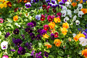 the sweet face of a garden pansy