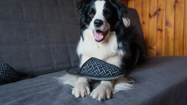 Naughty playful puppy dog border collie after mischief biting slipper lying on couch at home. Guilty dog and destroyed living room. Damage messy home and puppy with funny guilty look