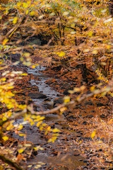 autumn leaves on the water