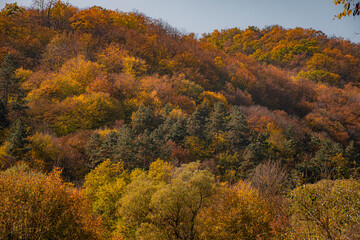 autumn trees in the park