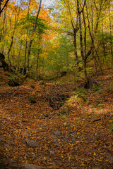 autumn in the dark forest