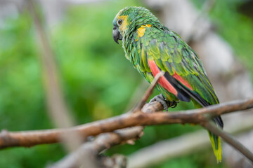 Grüner Papagei auf einem Zweig vom Baum mit Platz für Text