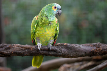 Grüner Papagei auf einem Zweig vom Baum mit Platz für Text