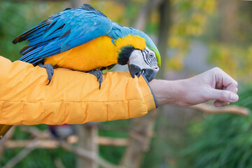 blau, gelber Papagei sitzt auf einen Arm