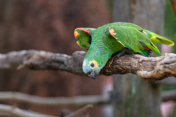 Grüner Papagei auf einem Zweig vom Baum mit Platz für Text