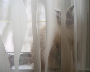 Seal point lynx Ragdoll cat pet standing on a windowsill  hides hiding behind a sheer opaque, translucent curtain 