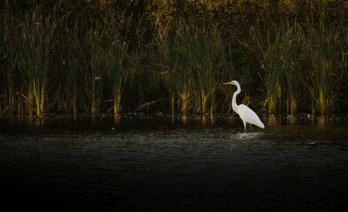 Water bird. Great egret. Wild life. 