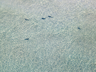 Leopard Sharks swimming in the shallow shoreline in La Jolla