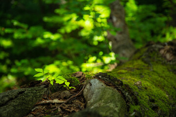 a green plant and moss growing on the trunk of a fallen tree