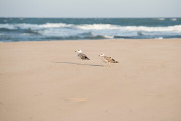 Selective focus of a gull bird on a beach