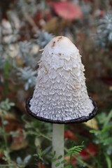 mushroom in the forest
