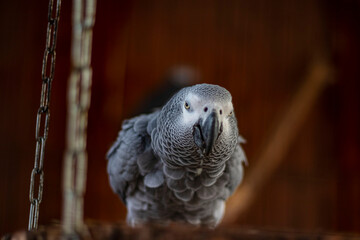 Portrait of Jaco gray parrot (Psittacus erithacus)