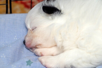 Scared lonely white pomeranian puppy is sleeping