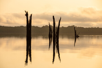 Beautiful sunrise view to flooded dead trees in Negro River