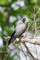Beautiful view to black tropical hawk in the Brazilian Pantanal