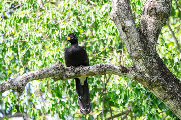 Beautiful view to black tropical bird in the Brazilian Pantanal