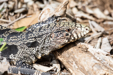 Beautiful view to tegu lizard on the ground in the Pantanal
