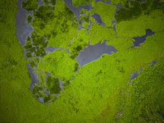 Beautiful aerial view to green aquatic vegetation on wetlands