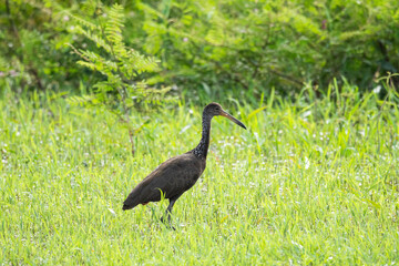 Beautiful view to black tropical bird in the Brazilian Pantanal